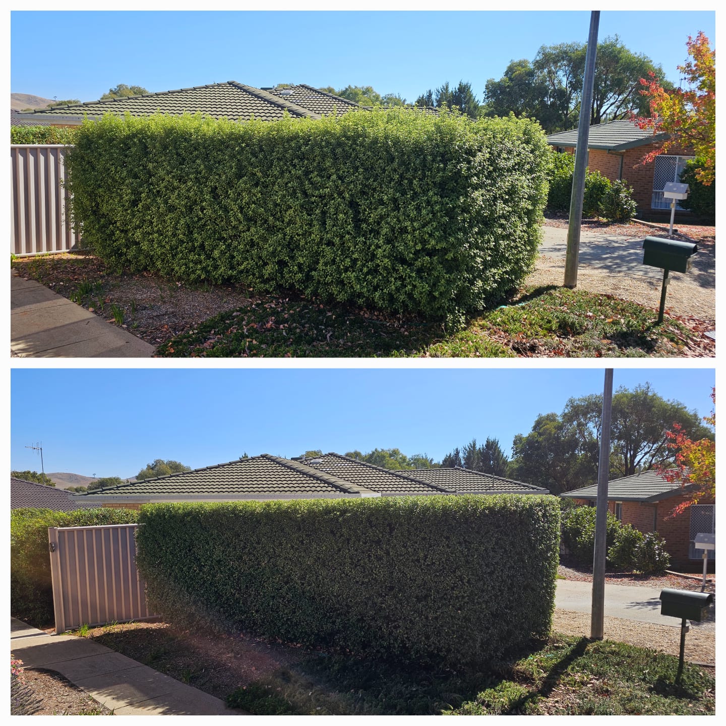 Hedge trimming Canberra